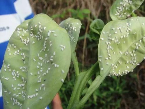 盆栽花卉病虫害的巧妙防治