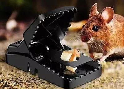 重庆灭鼠：安全灭鼠使用鼠药